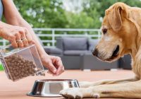 Hundefutter und Hund